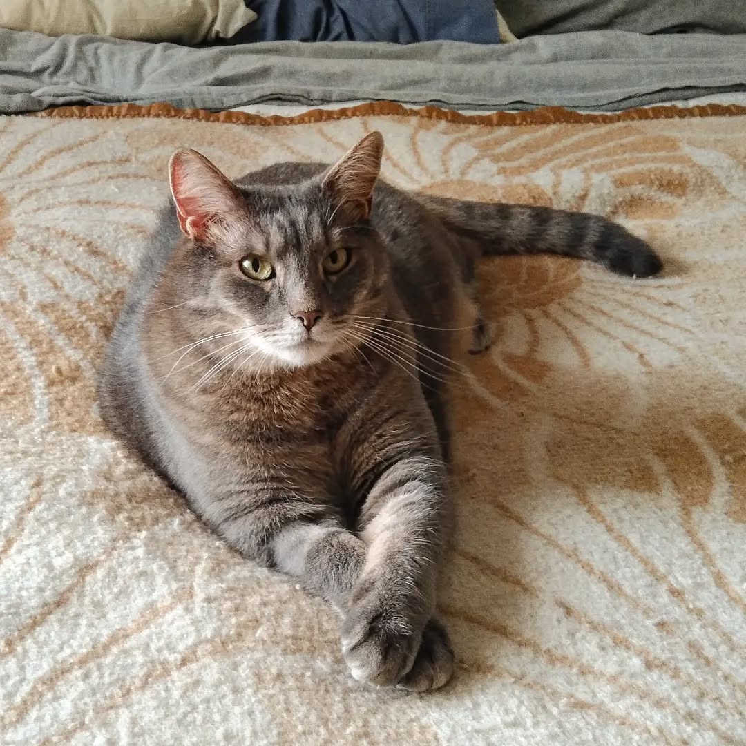 Percy looking very regal with his paws crossed