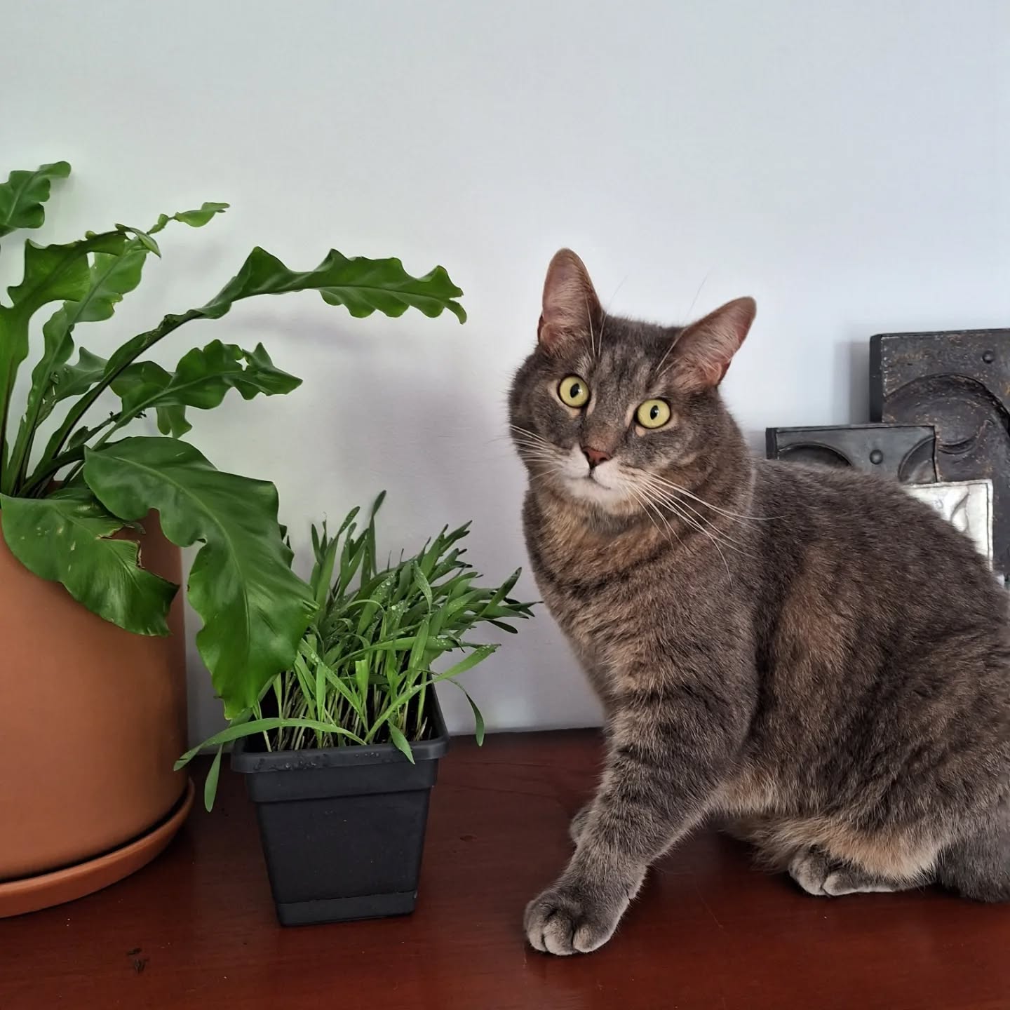 Percy standing with his short legs next to some cat grass