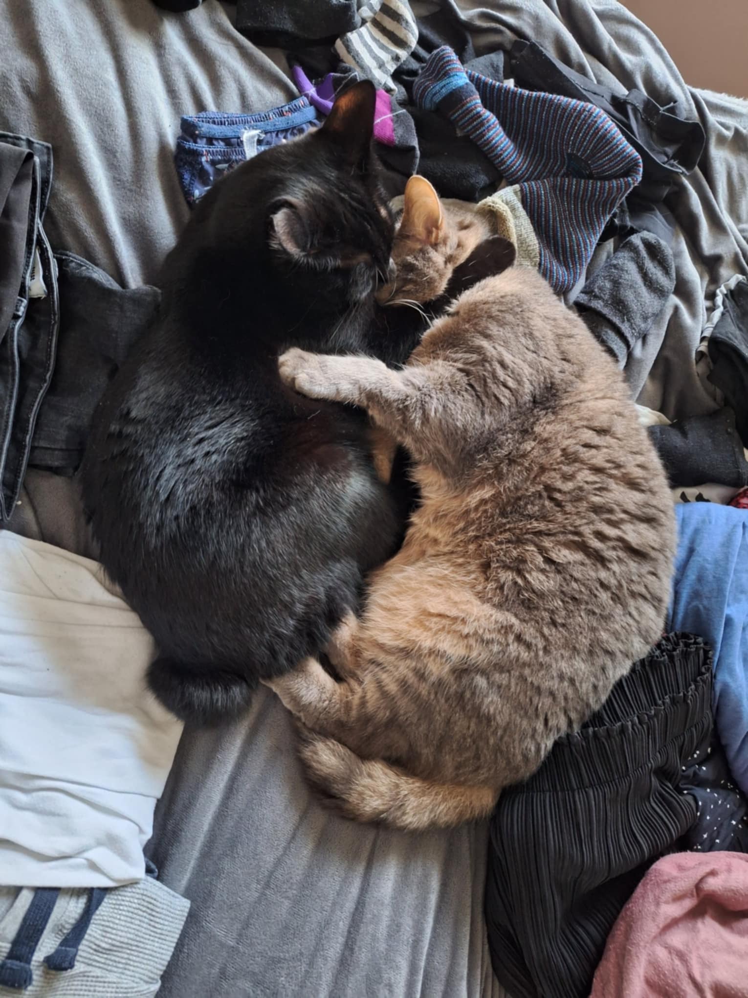 Widget and Percy cuddling in bed