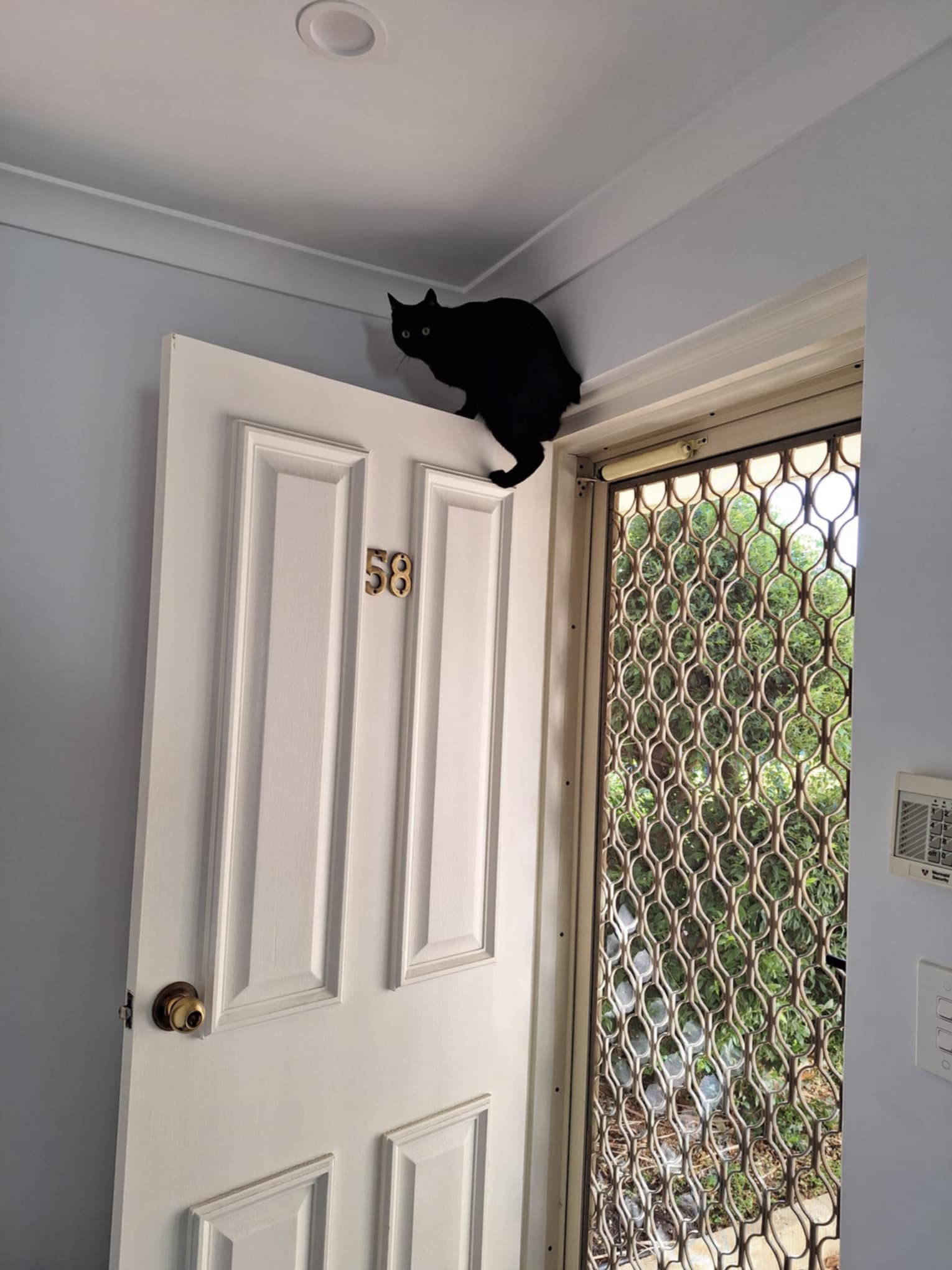 Widget climbing our front door