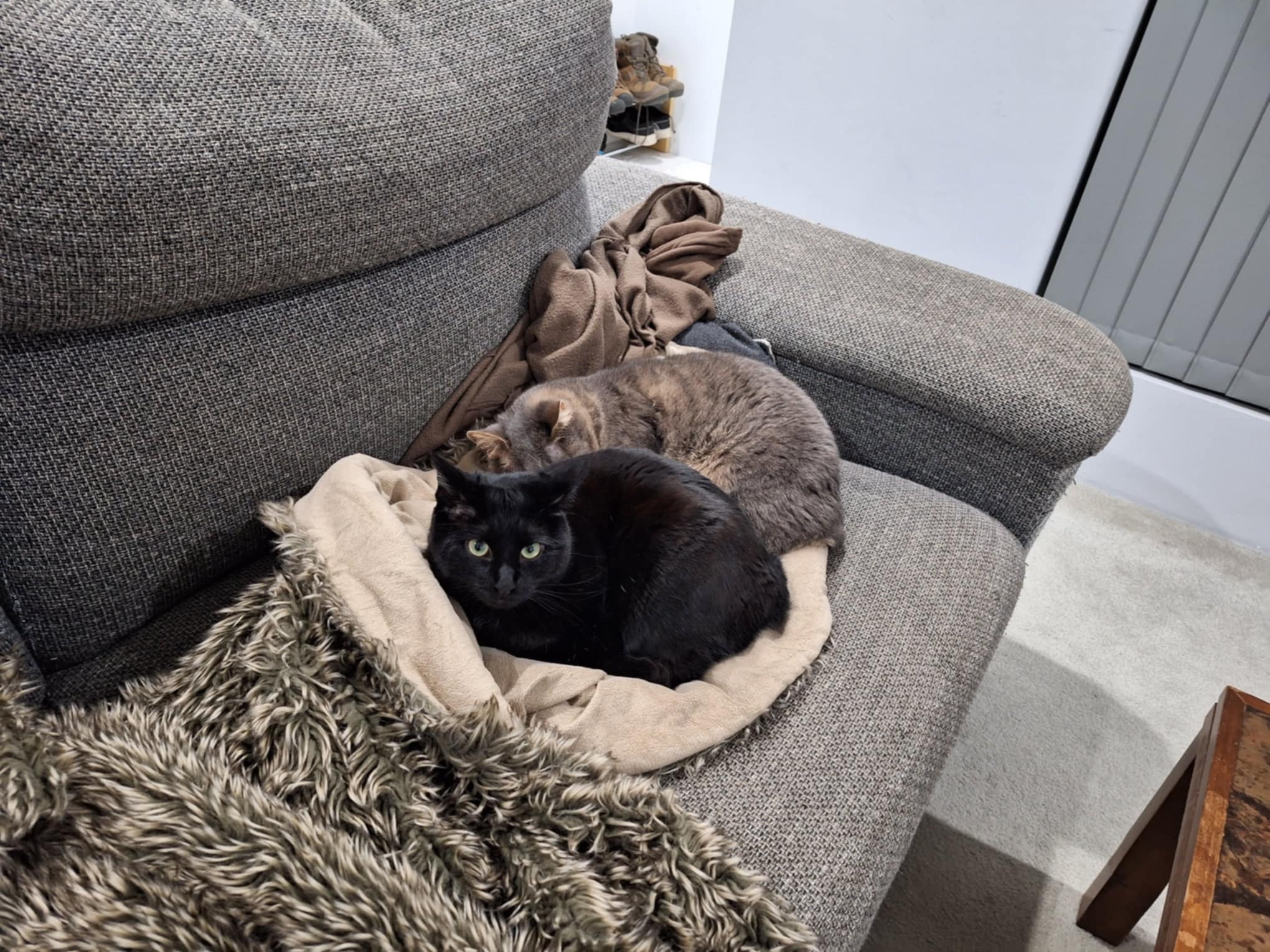 Widget and Percy cuddling on the couch